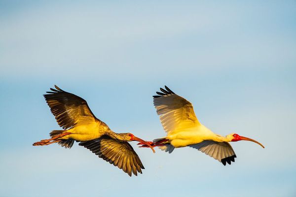 Friel, Bernard 아티스트의 USA-Florida-Sarasota-Myakka River State Park-White Ibis flying작품입니다.